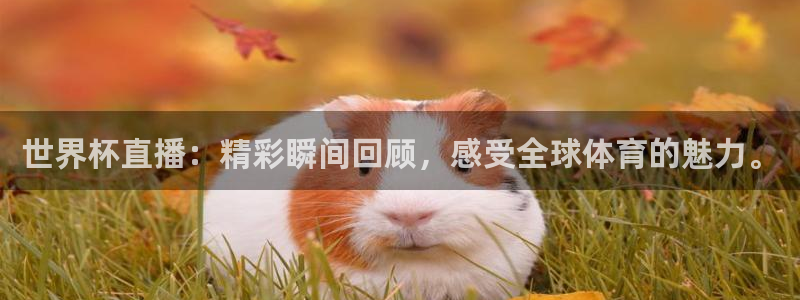 世界杯直播：精彩瞬间回顾，感受全球体育的魅力。