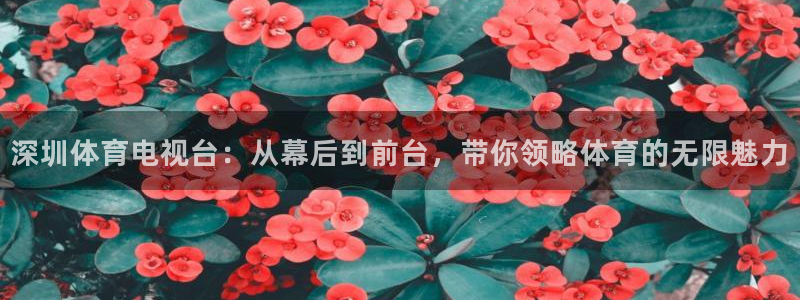 深圳体育电视台：从幕后到前台，带你领略体育的无限魅力
