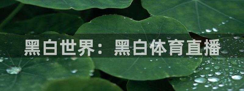 黑白世界：黑白体育直播